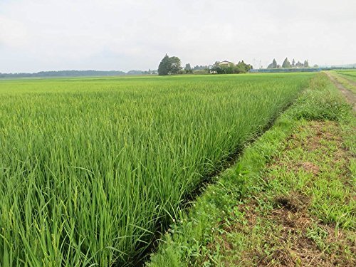 Amazon.co.jp: もち米 ヒメノモチ 30kg 玄米 岩手県産 暮坪米 令和5